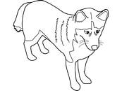 coloriage chien husky syberien